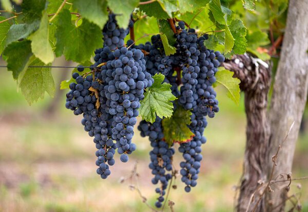 Agent de sécurité Le But Sécurité en intervention dans un domaine viticole près de Libourne